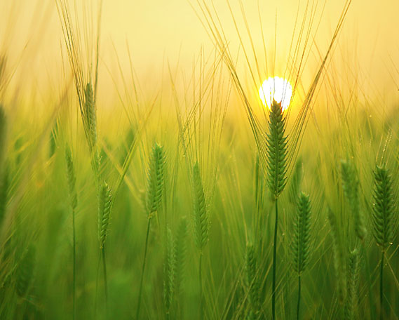 Campo di grano Piacenza